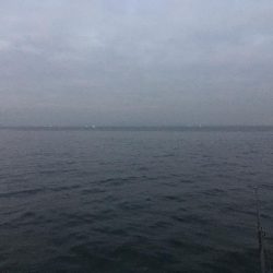 ハマチとメジロ